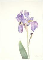 Hellblaue Iris (Iris germanica), 2020, Aquarell und Grafit auf Hadernbtten