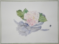 Rose Eglantyne in japanischer Schale, 2008, Aquarell und Graphit auf Hadern