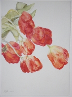 Tulpen, 2008, Aquarell und Graphit auf Hadern