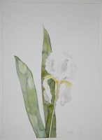 Weie Iris I, 2008, Aquarell und Graphit auf Hadern