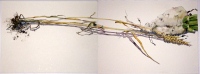 Zuckerrbe mit Weizen (zweiteilig), 2011, Aquarell und Graphit auf Hadern