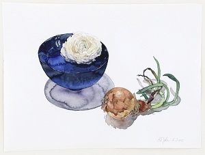 Ranunkel in japanischer Schale mit Kchenzwiebel (Ranunculus asiaticus/ allium cepa), 2015, Aquarell und Graphit auf Hadern