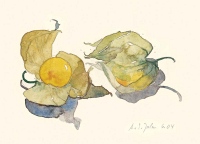 Aus den Miniaturen: Physalis, 2004, Aquarell und Graphit auf Hadern