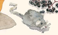 Maus (Ausschnitt), Aquarell und Graphit auf Hadern